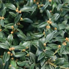 Attēlu rezultāti vaicājumam “Adoxus obscurus”