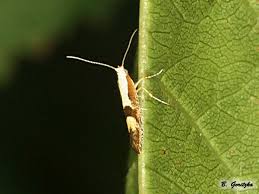 Attēlu rezultāti vaicājumam “Argyresthia pruniella”