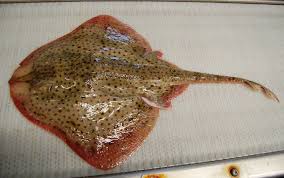 Image result for Leucoraja ocellata