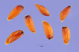 Attēlu rezultāti vaicājumam “Erysimum cheiranthoides”