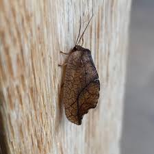 Attēlu rezultāti vaicājumam “Hemerobiidae”