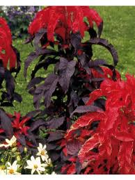 Image result for Fuchsschwanz