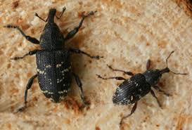 Attēlu rezultāti vaicājumam “Hylobius pinastri”