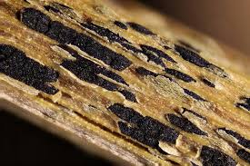 Attēlu rezultāti vaicājumam “Milesina murariae”