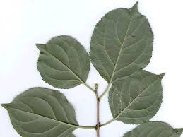 Attēlu rezultāti vaicājumam “Rhamnus cathartica leaf”