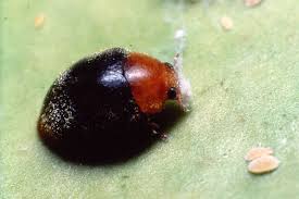 Image result for Cryptolaemus