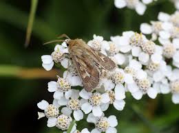 Attēlu rezultāti vaicājumam “Cerapteryx graminis”