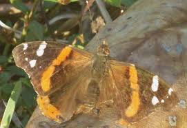 Attēlu rezultāti vaicājumam “Vanessa atalanta upperside”
