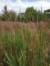 Attēlu rezultāti vaicājumam “Phalaroides arundinacea fruit”