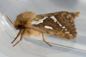 Attēlu rezultāti vaicājumam “Hepialidae”