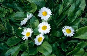 Image result for Bellis perennis