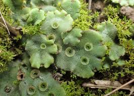 Image result for Marchantia polymorpha