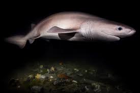 Image result for Hexanchus griseus