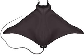 Image result for Mobula thurstoni