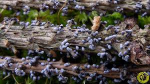 Attēlu rezultāti vaicājumam “Physarum cinereum macro”