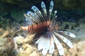 Image result for Pterois miles