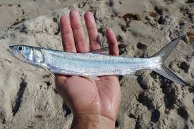 Image result for Elops saurus