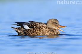 Attēlu rezultāti vaicājumam “Anas strepera female”