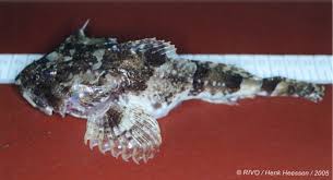 Image result for Myoxocephalus scorpius