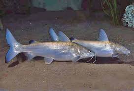 Image result for Ariopsis felis