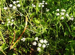 Attēlu rezultāti vaicājumam “Oenothera rubricauli leaf”