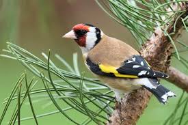 Attēlu rezultāti vaicājumam “Carduelis carduelis”