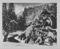 Image result for Ansel Adams Aspens New Mexico