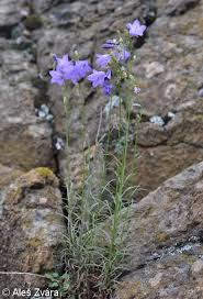 Image result for Campanula moesiaca