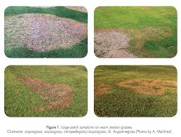 Attēlu rezultāti vaicājumam “Lophozia badensis sporophyte”