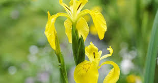 Attēlu rezultāti vaicājumam “Iris pseudacorus leaf”