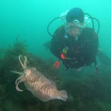 Image result for Calshot Sub-Aqua Club