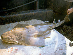 Image result for Squatina dumeril