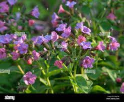 Attēlu rezultāti vaicājumam “Pulmonaria obscura”