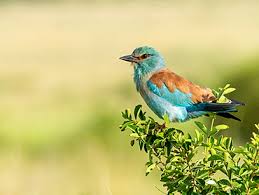 Attēlu rezultāti vaicājumam “Coracias garrulus adult”