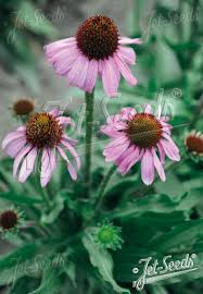Image result for Echinacea angustifolia