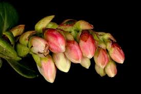 Attēlu rezultāti vaicājumam “Vaccinium vitis-idaea bud”