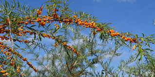 Attēlu rezultāti vaicājumam “Hippophae rhamnoides male flower”