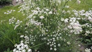 Attēlu rezultāti vaicājumam “Carum carvi flower”