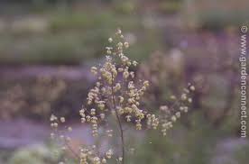 Attēlu rezultāti vaicājumam “Thalictrum minus”