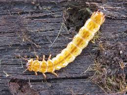 Attēlu rezultāti vaicājumam “Cucujus cinnaberinus”