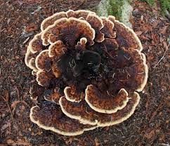 Attēlu rezultāti vaicājumam “Phaeolus schweinitzii”