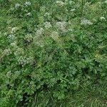 Attēlu rezultāti vaicājumam “Chaerophyllum aromaticum leaf”