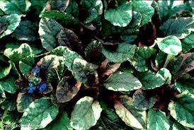 Attēlu rezultāti vaicājumam “Ajuga genevensis leaf”