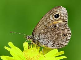 Attēlu rezultāti vaicājumam “Lasiommata petropolitana”