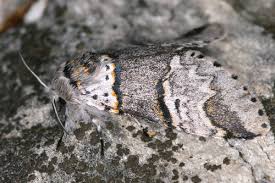 Attēlu rezultāti vaicājumam “Furcula bifida”