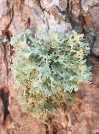 Attēlu rezultāti vaicājumam “Ramalina pollinaria”