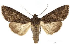 Attēlu rezultāti vaicājumam “Mamestra brassicae exuvia”