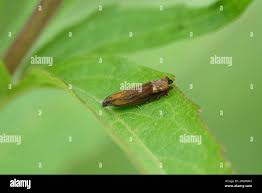 Attēlu rezultāti vaicājumam “Lathronympha strigana”