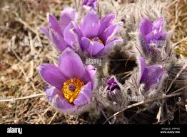 Attēlu rezultāti vaicājumam “Pulsatilla patens”