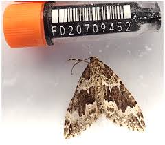 Attēlu rezultāti vaicājumam “Lampropteryx suffumata”